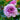 Lavender Flower Circus Rose