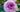 Lavender Flower Circus Rose
