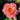 Miss Piggy Rose – A Playful Blend of Pink and Orange with Lasting Charm