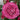 Sweet 4 Love Rose