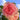 Wedding Box Rose
