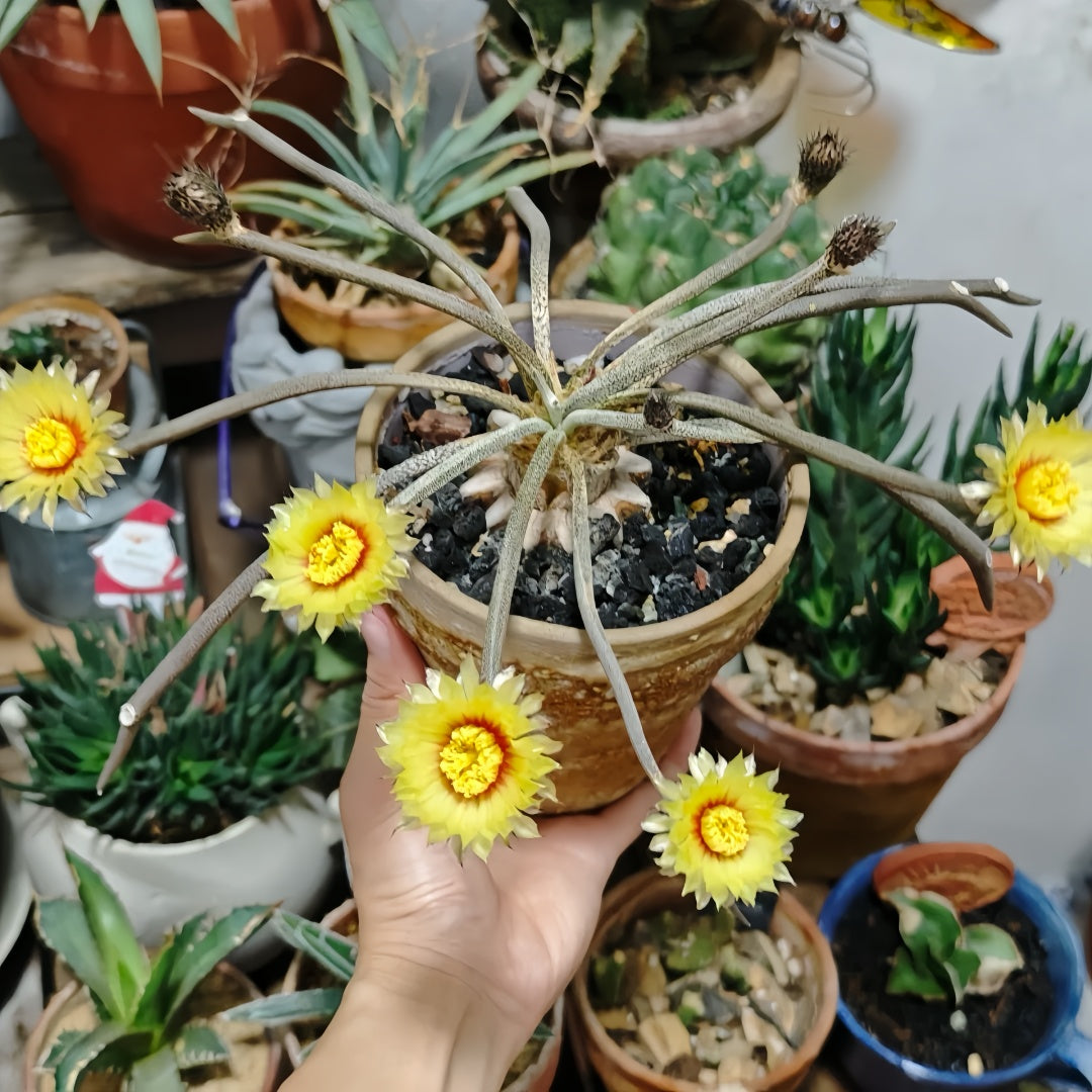 Tropical Plants