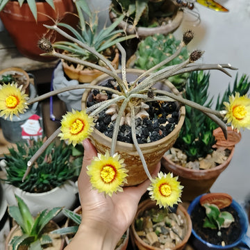 Tropical Plants