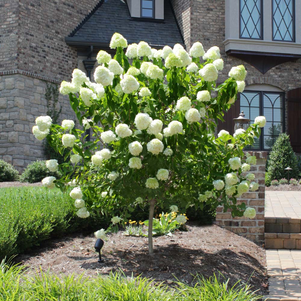 Flowering trees