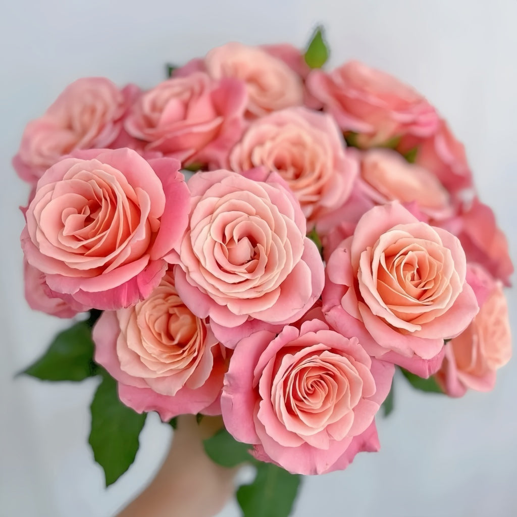 All Rose Plant