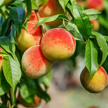 Fruit trees