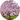 Sakura Trees