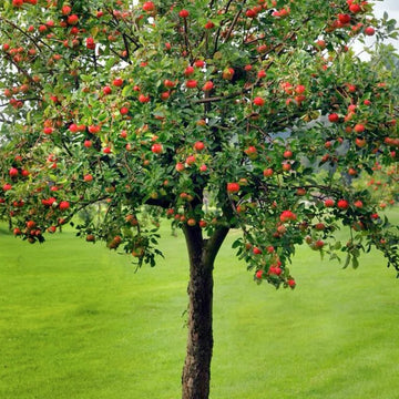 Apple Trees