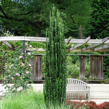 Evergreens