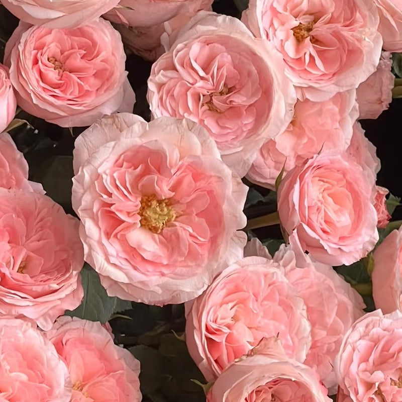 Mayra’s Bridal  Rose