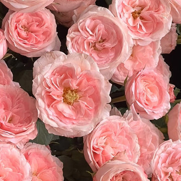 Mayra’s Bridal  Rose