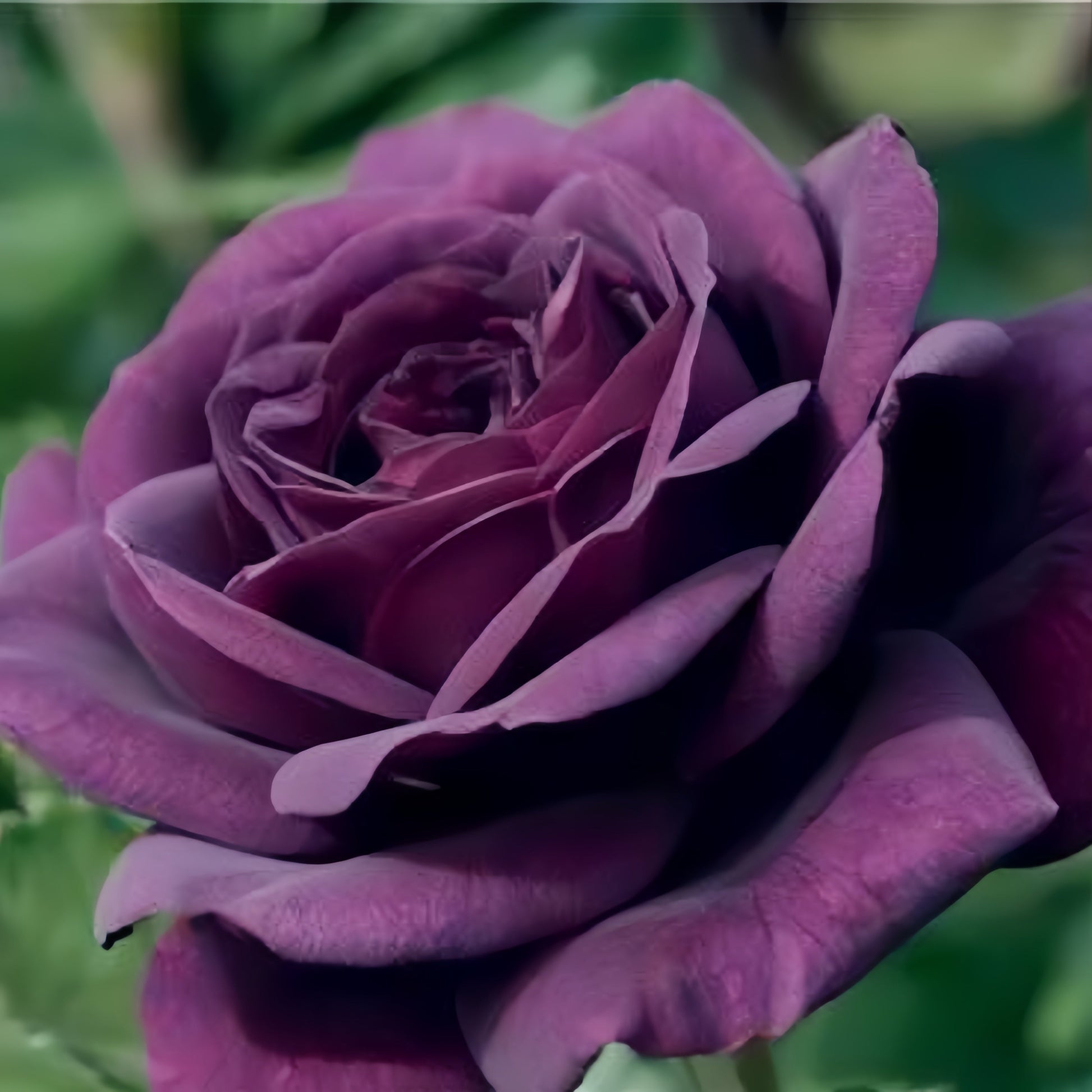 Smokey Eyes Rose