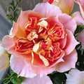 Lanterne Citrouille Rose