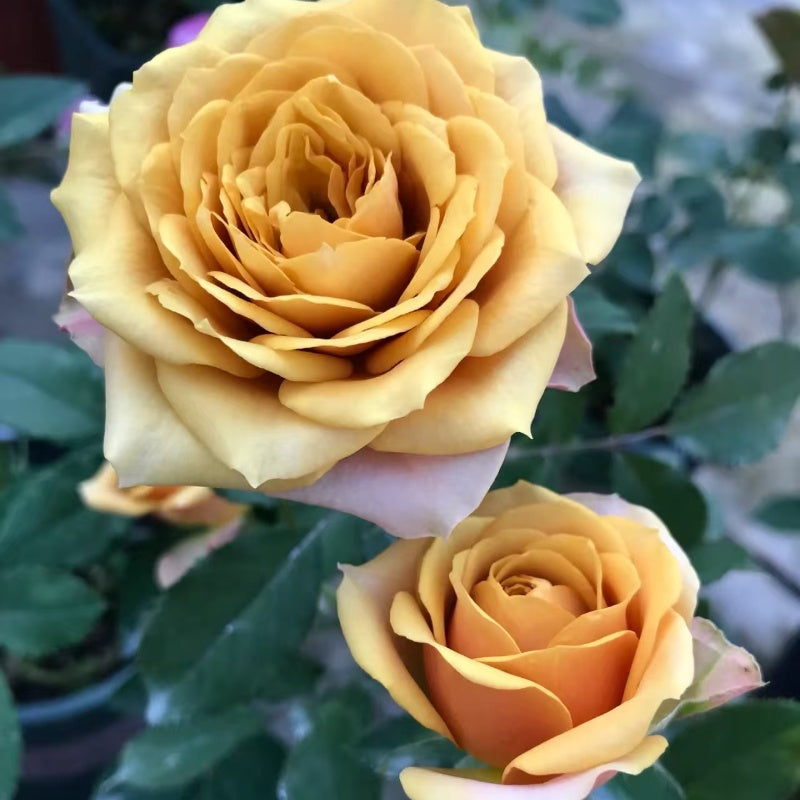Pine Dream Rose