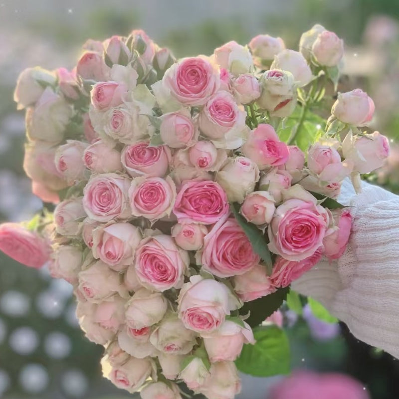 Mimi EdenMeiland Rose