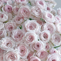 Princess Fairy kiss Rose