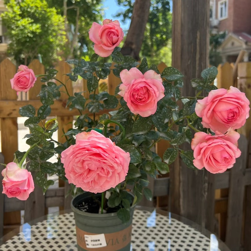 Yves Bridal Rose