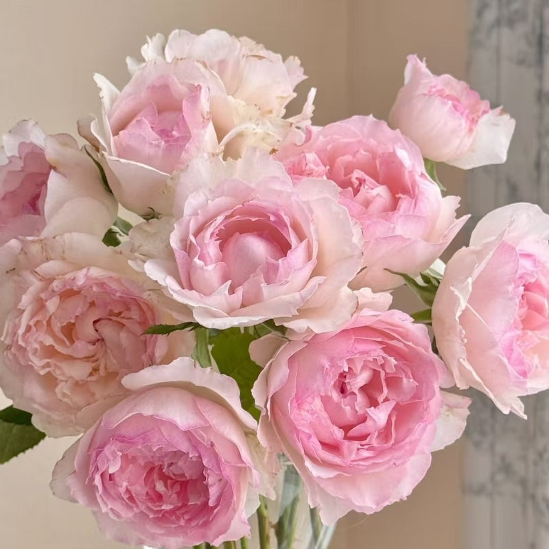 M-Perzik Rose