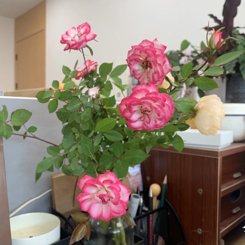 Carousel Rose