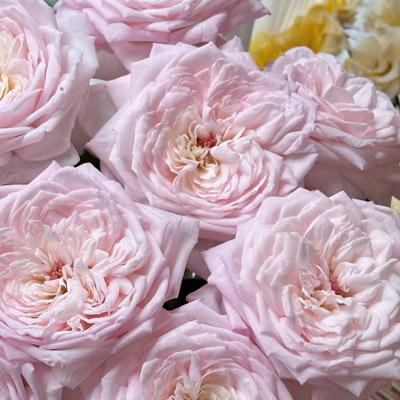 Special Bride Rose