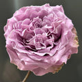 Princess Kaori Rose