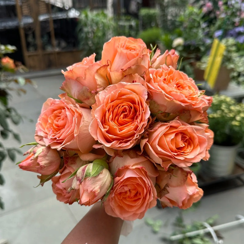 Orange Romantica Rose