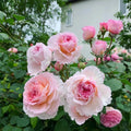 James Galway Rose