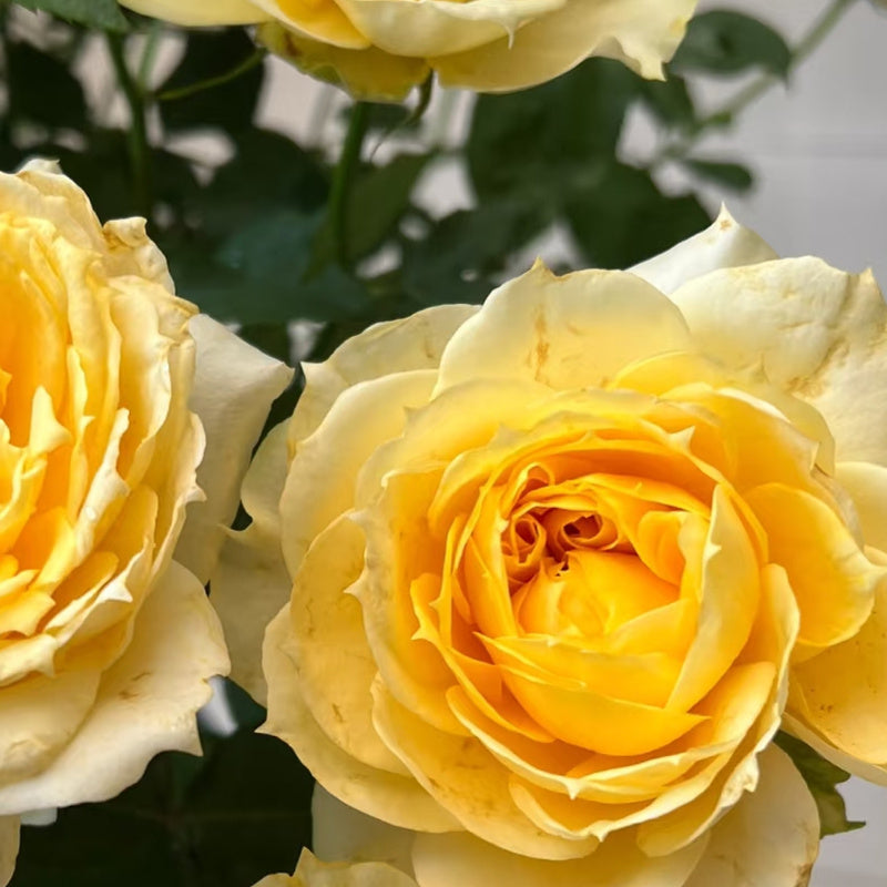 Sunny Antike Rose
