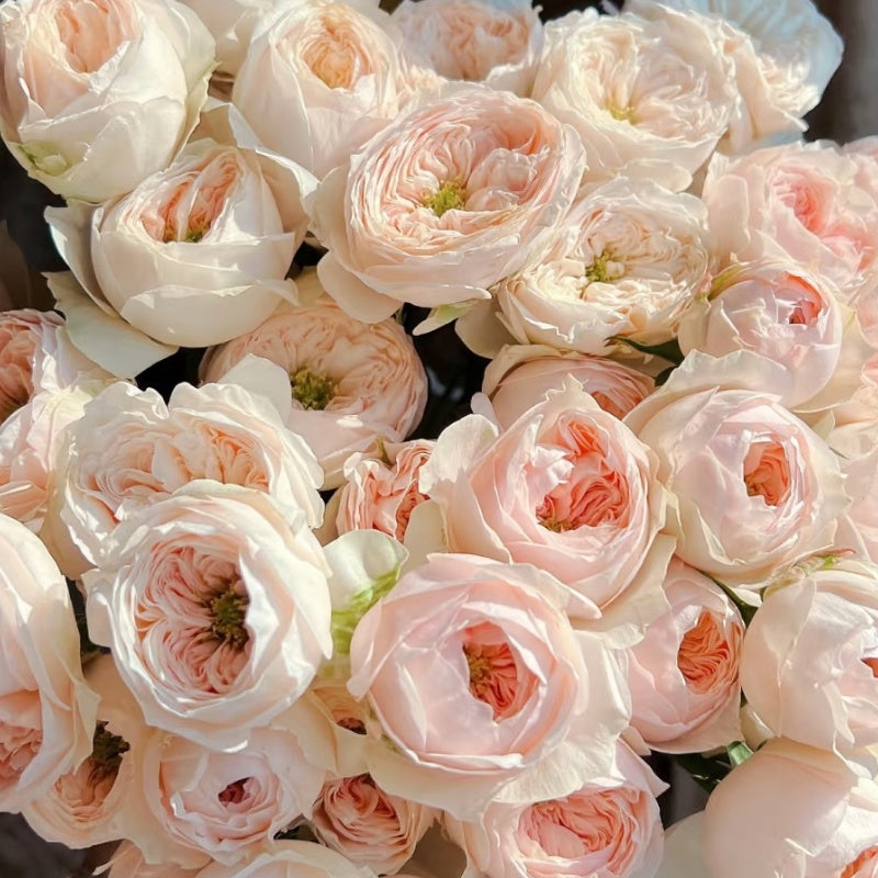 Sweet Diamond Rose