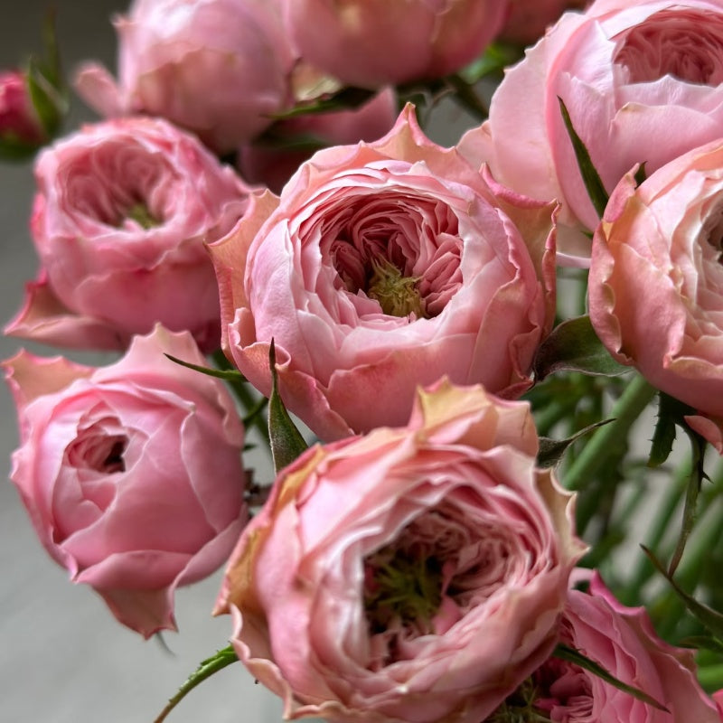 Northanger Abbey Rose