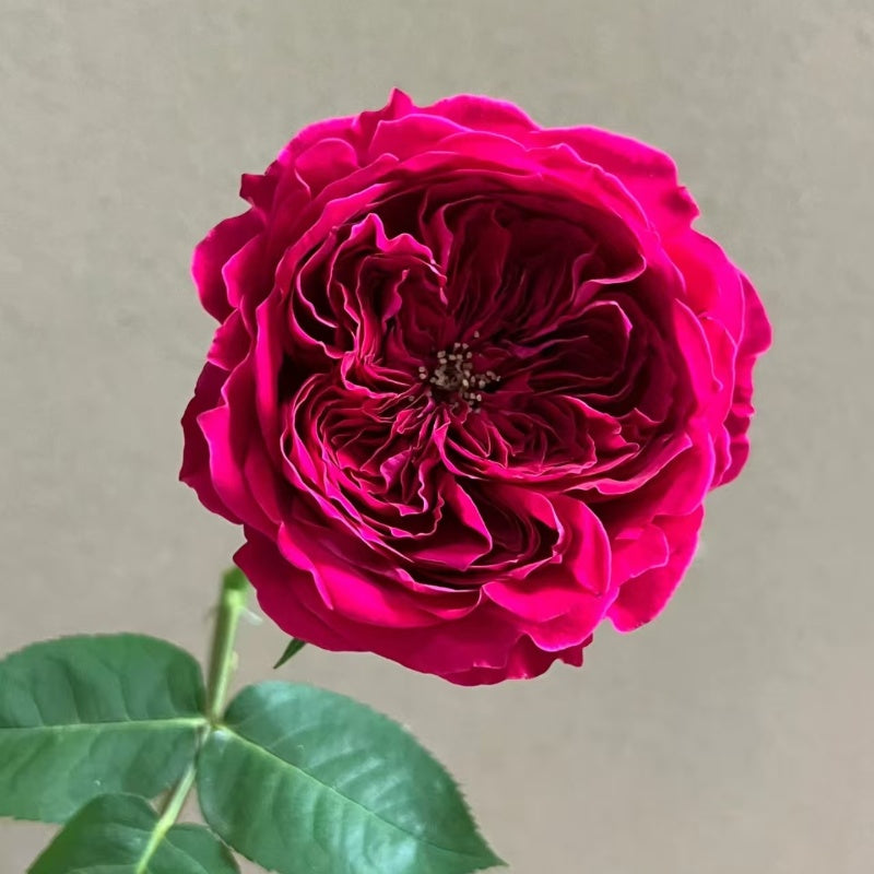Darcy Rose