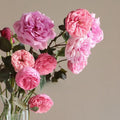Happy Piano Rose