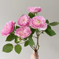 Rosalind Rose