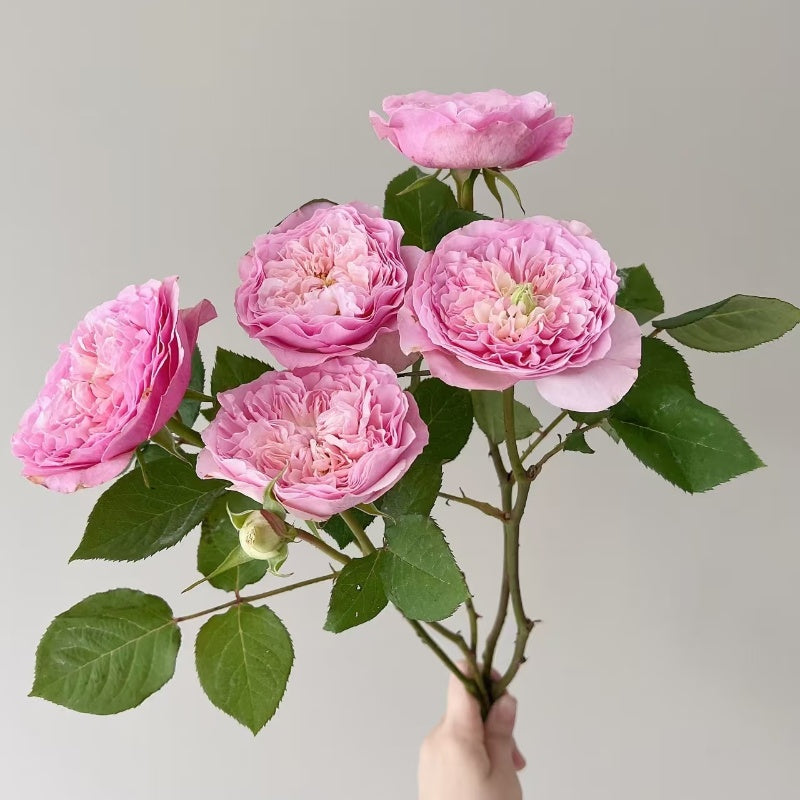Rosalind Rose
