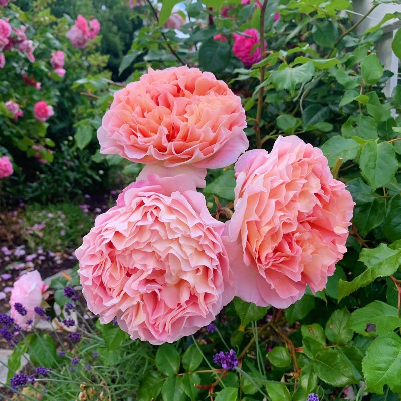 Abraham Darby Rose