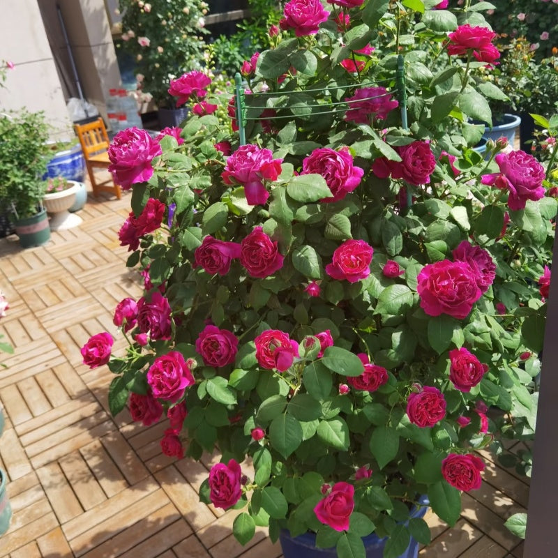 Roger Lambelin Rose