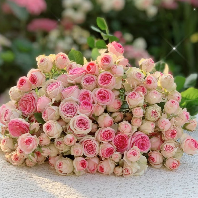 Mimi EdenMeiland Rose