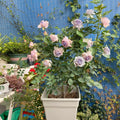 “Lucifer (Luminous Purple)” Rose