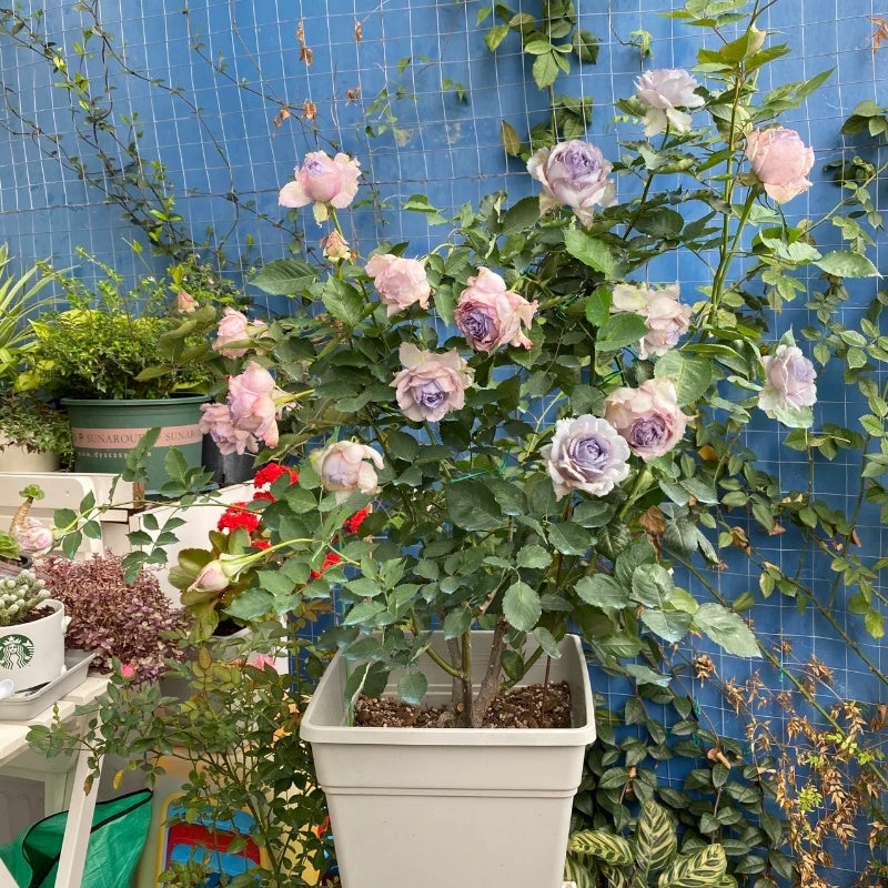 “Lucifer (Luminous Purple)” Rose