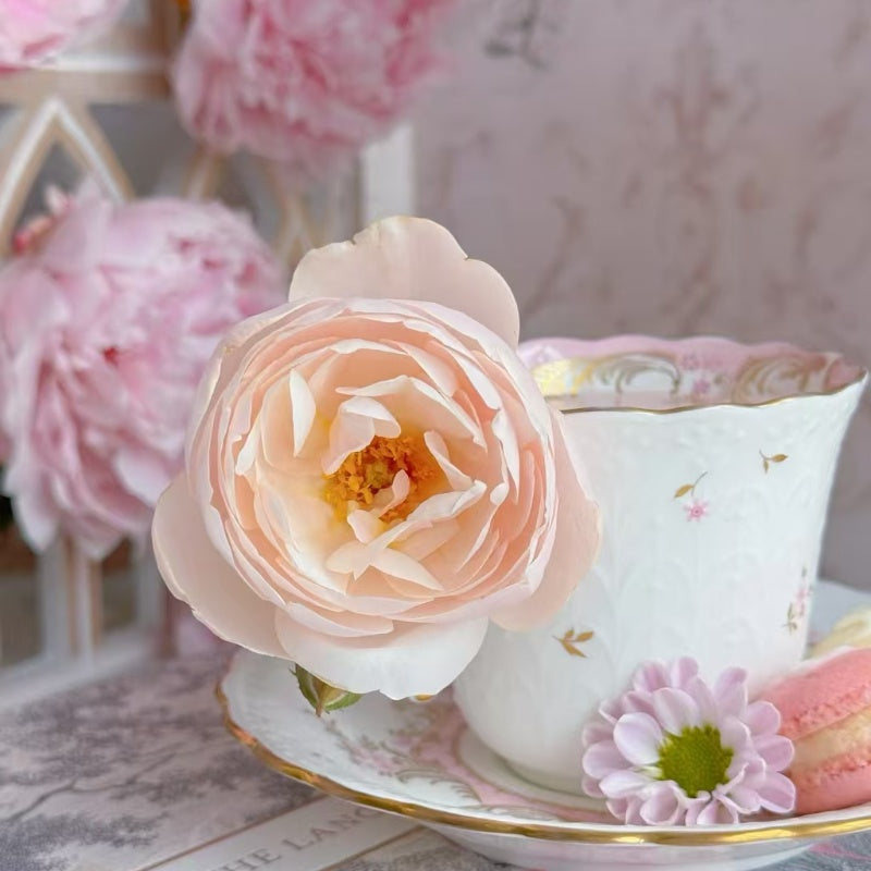 Vichy Rose (also known as Brise in Japan) 