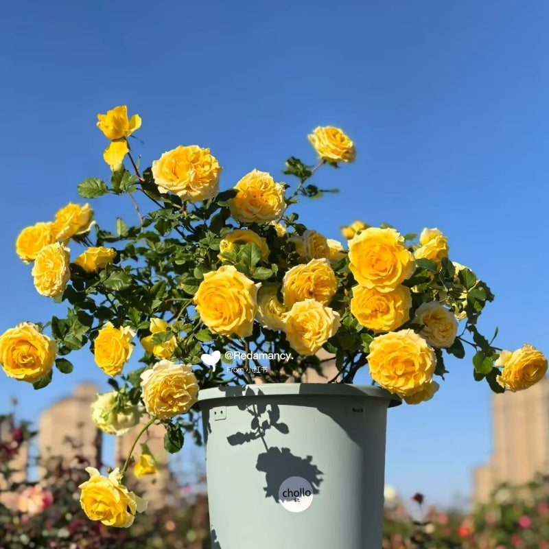 Shell Roses Plant shell Rose – Elegant Garden Rose – Fast-growing-Plant