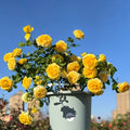 shell Rose
