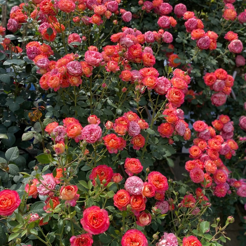 Baby Romantica Cl Rose (also known as Soleil Romantica) 
