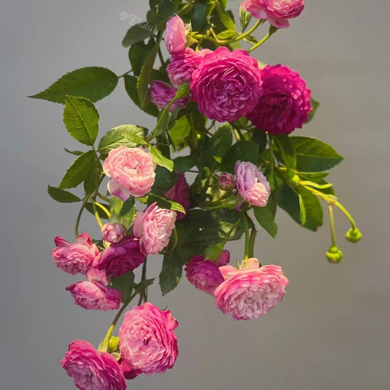 Vineyard Song Rose