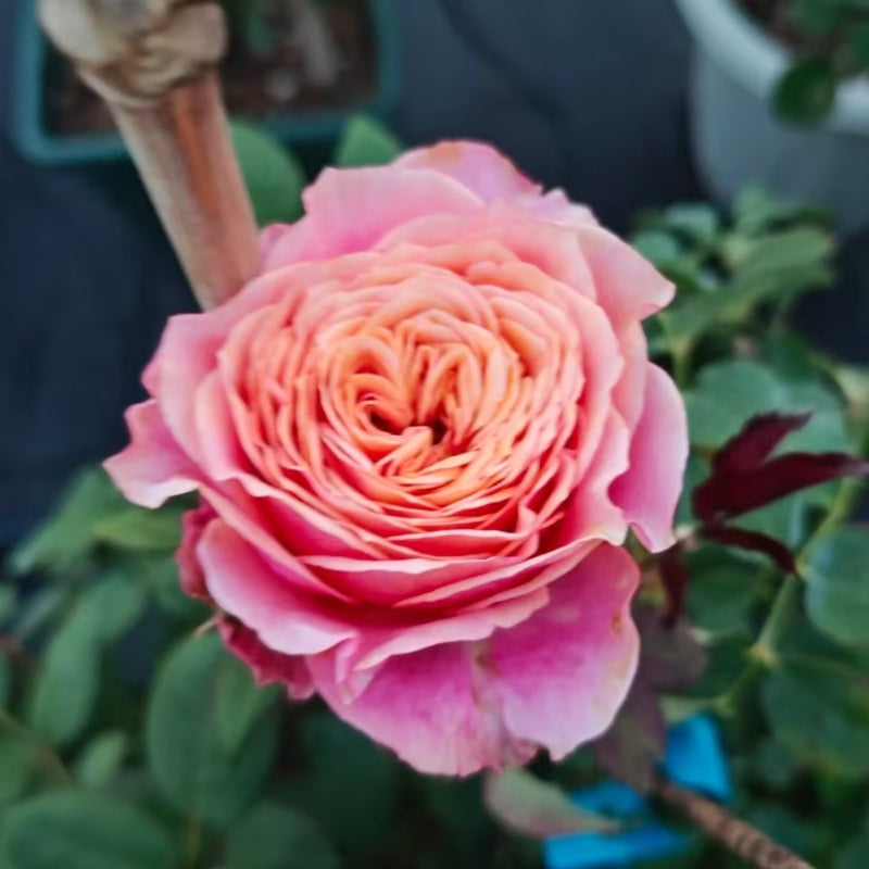Richmond Park Rose