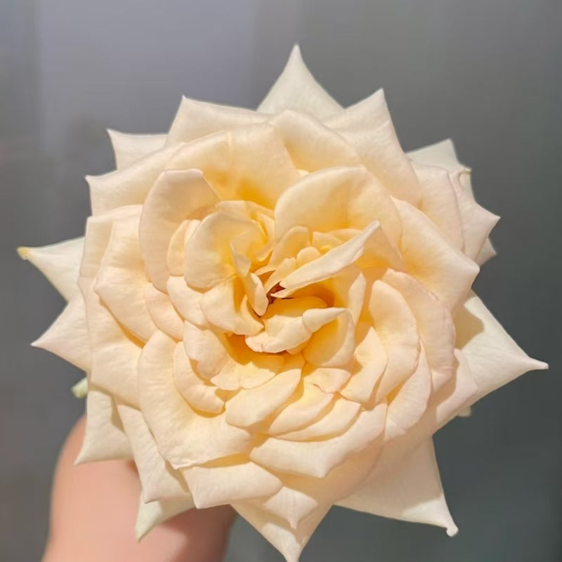 Princess Maya / Night RAIN Rose