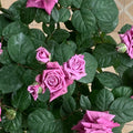 Pluto King Terrazza  Rose