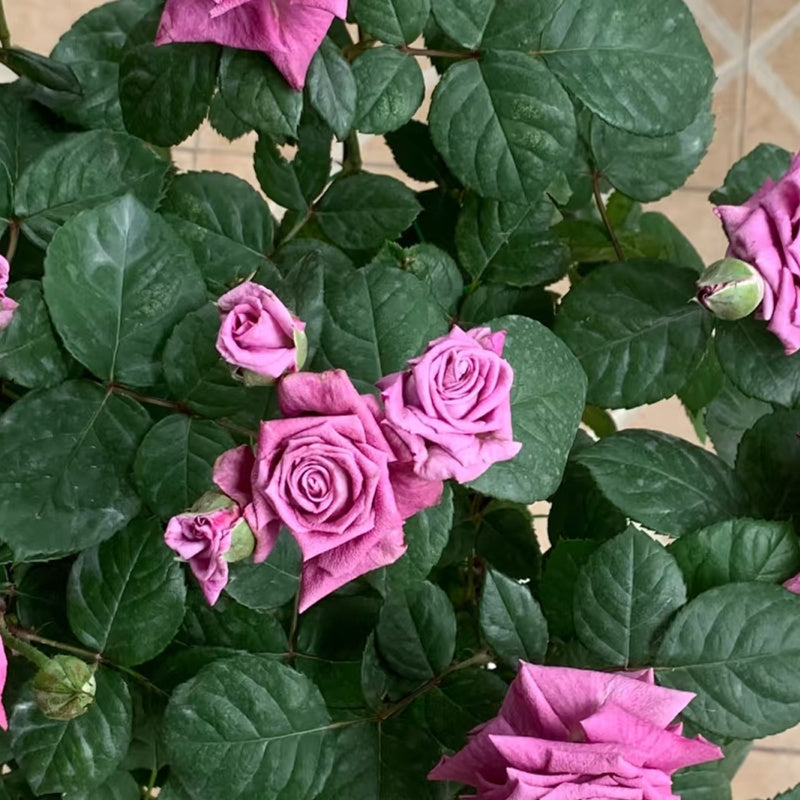 Pluto King Terrazza  Rose