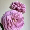Shinoburedo (also known as Purple Rain) Rose