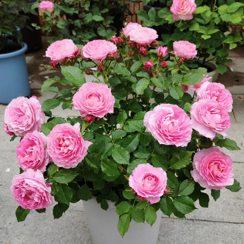 Neptune King Terrazza Rose